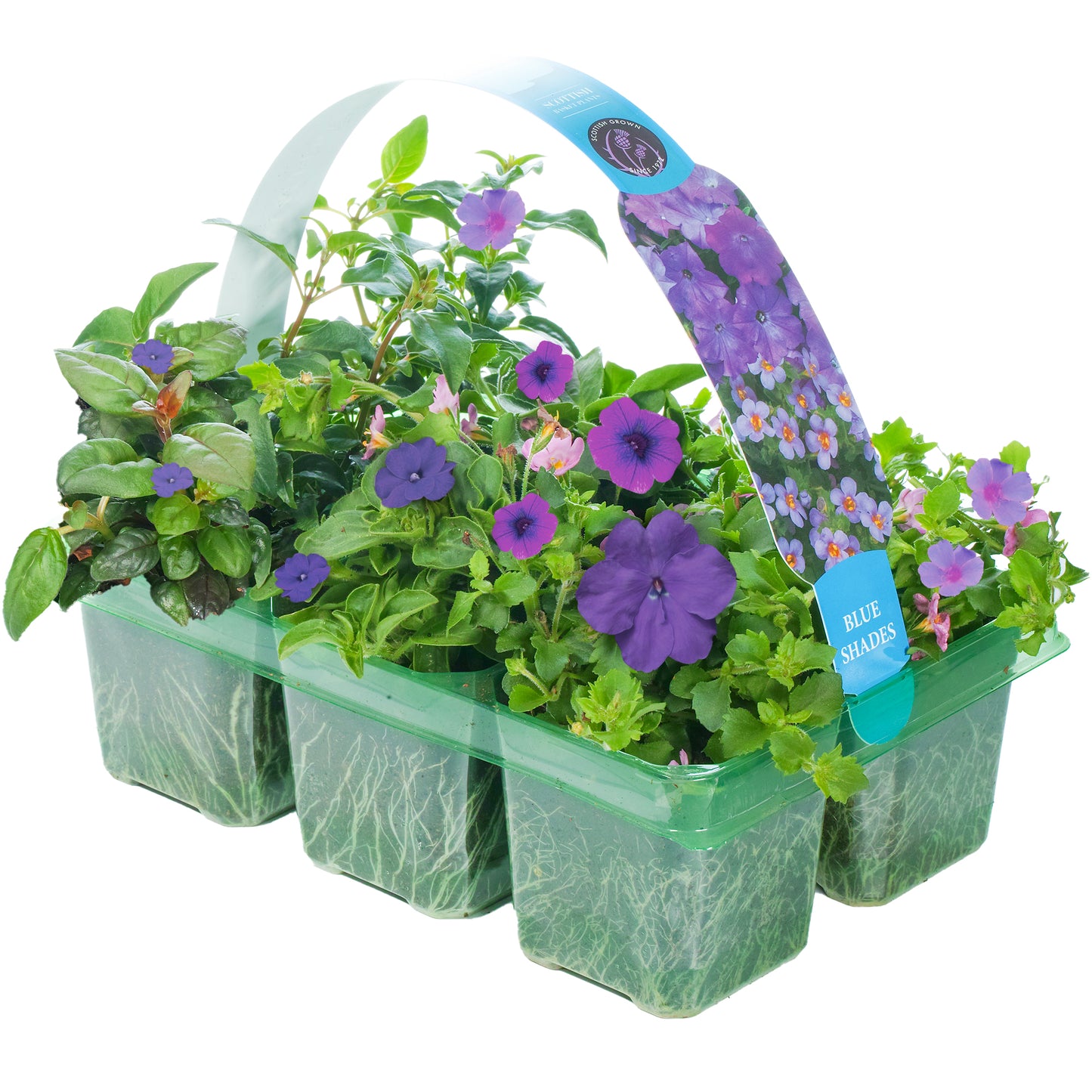 Basket Plants - Blue Shades (6 Pack)