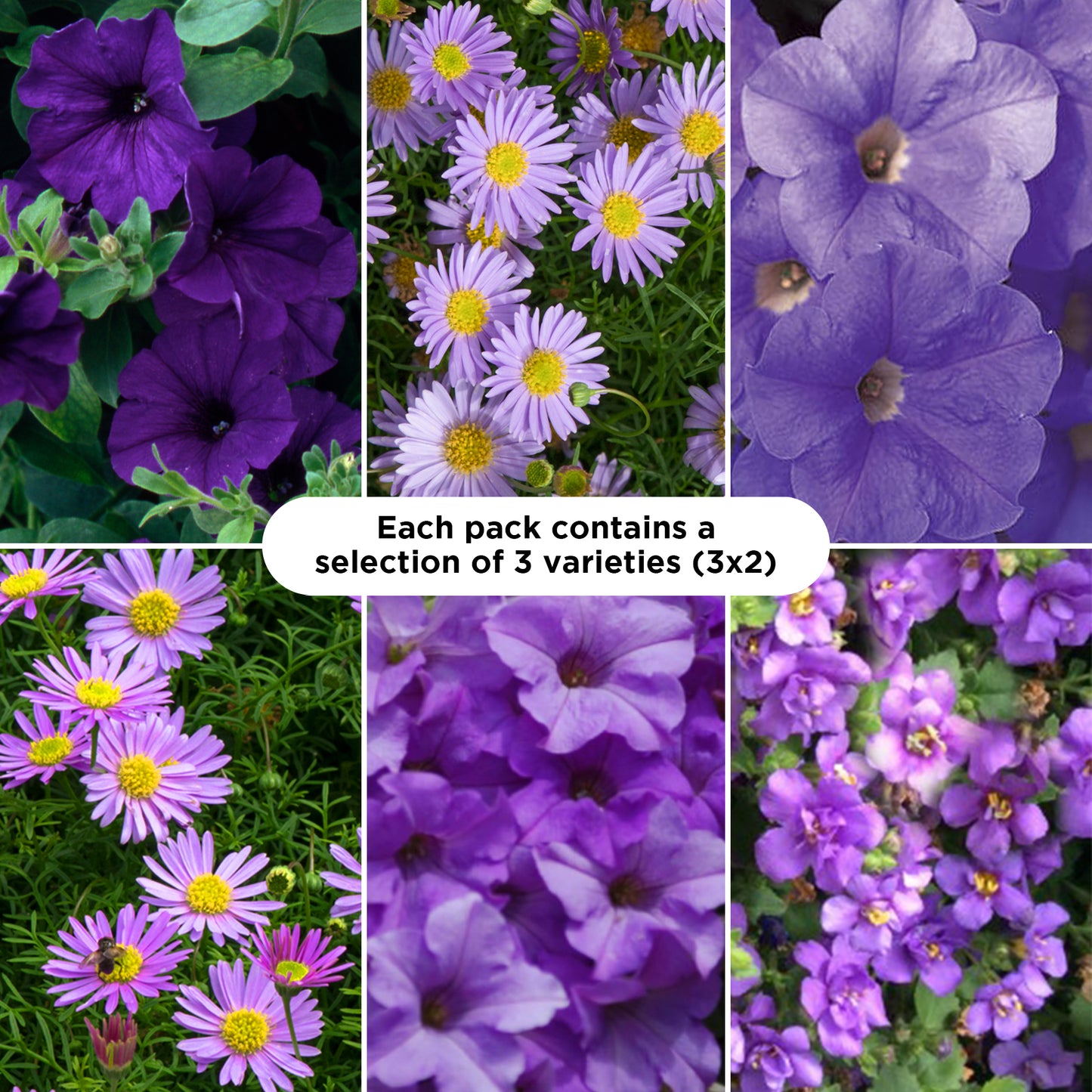 Basket Plants - Blue Shades (6 Pack)