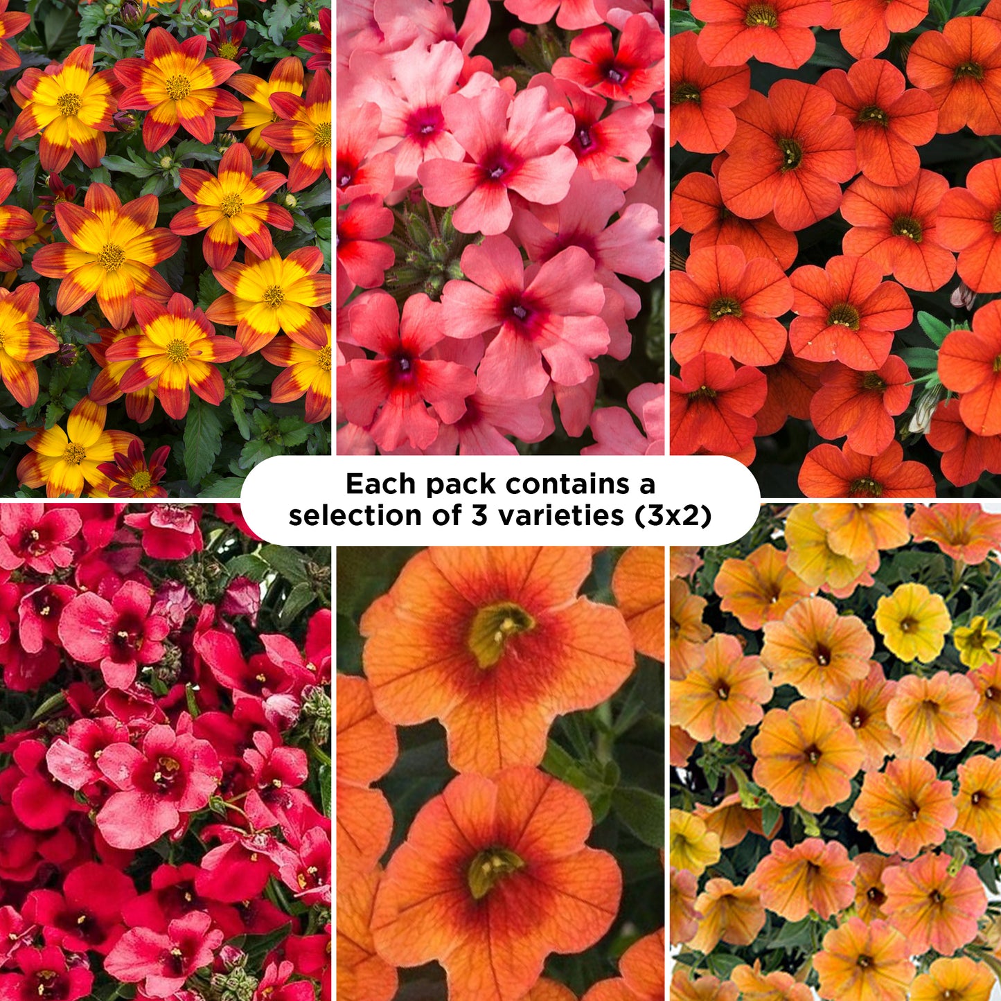 Basket Plants - Orange Shades (6 Pack)