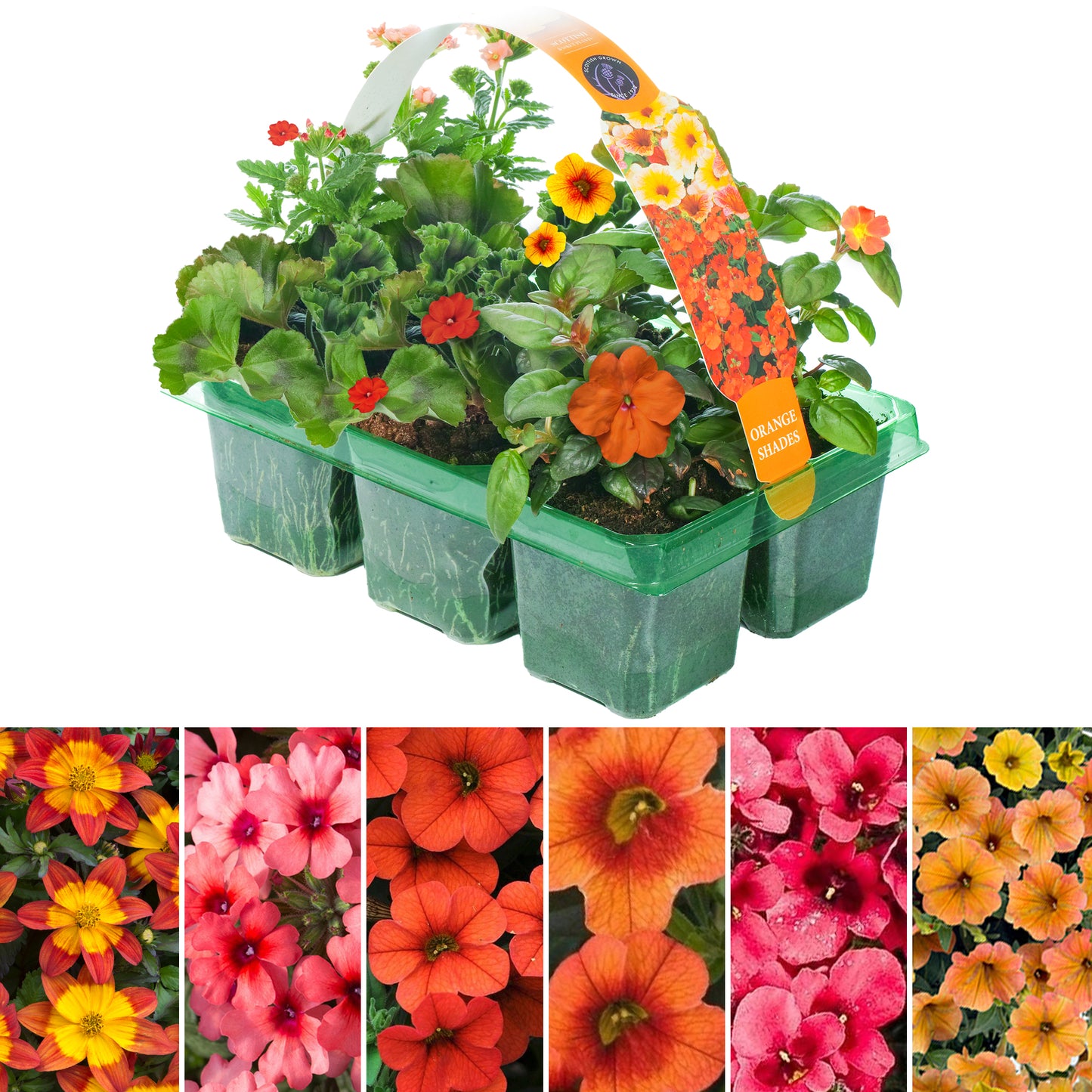 Basket Plants - Orange Shades (6 Pack)