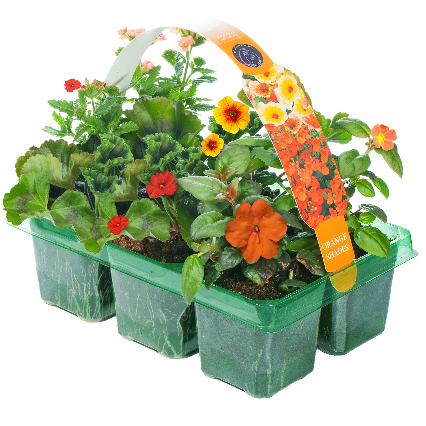 Basket Plants - Orange Shades (6 Pack)