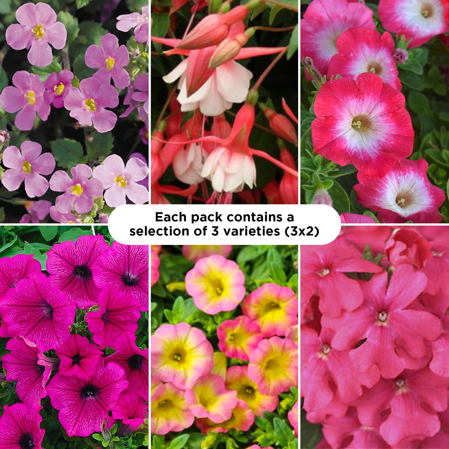 Basket Plants - Pink Shades (6 Pack)