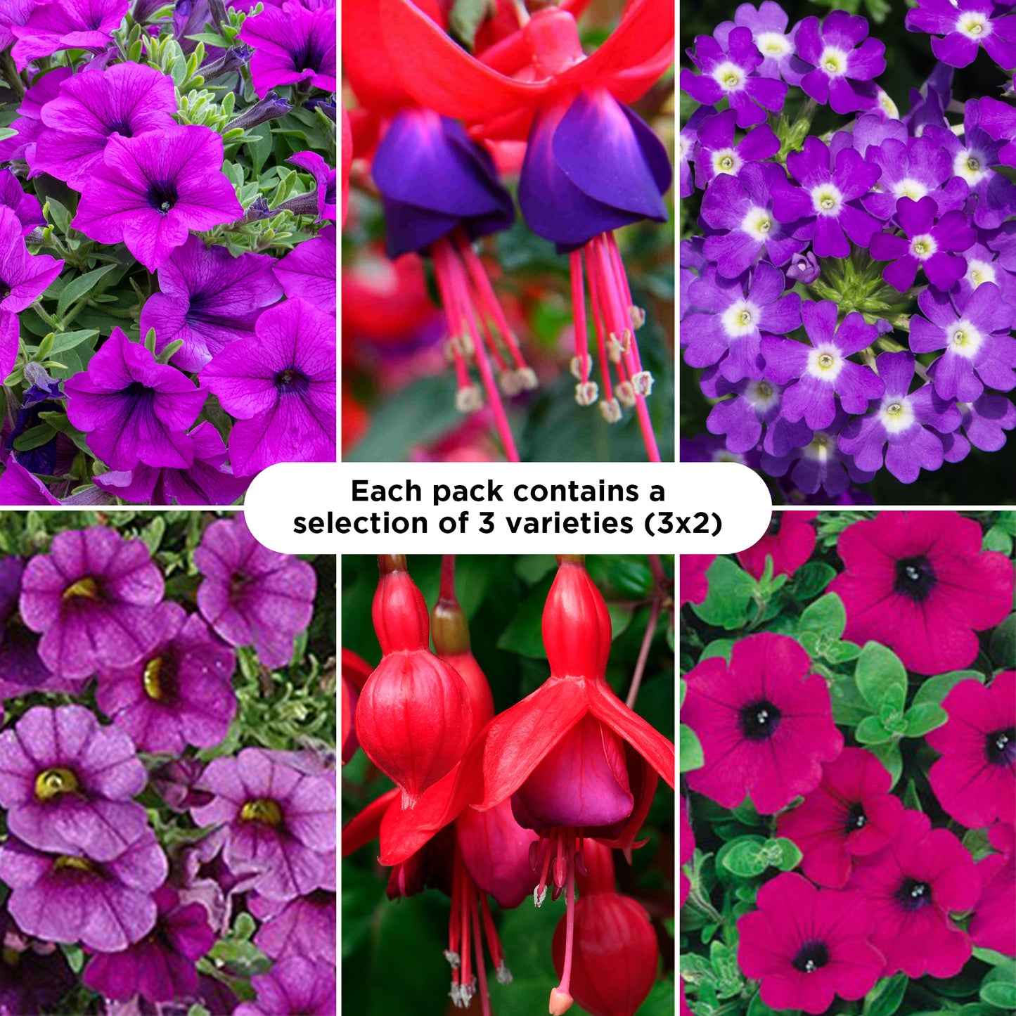 Basket Plants - Purple Shades (6 Pack)