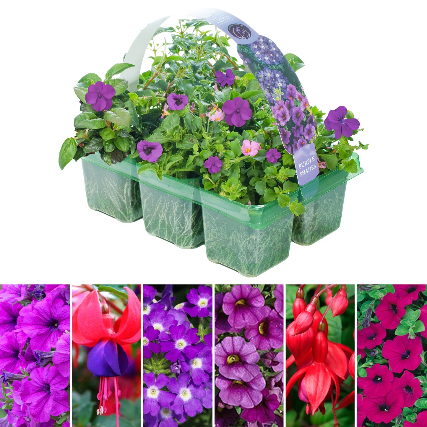Basket Plants - Purple Shades (6 Pack)
