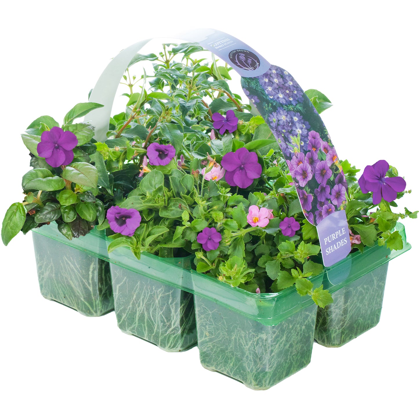 Basket Plants - Purple Shades (6 Pack)