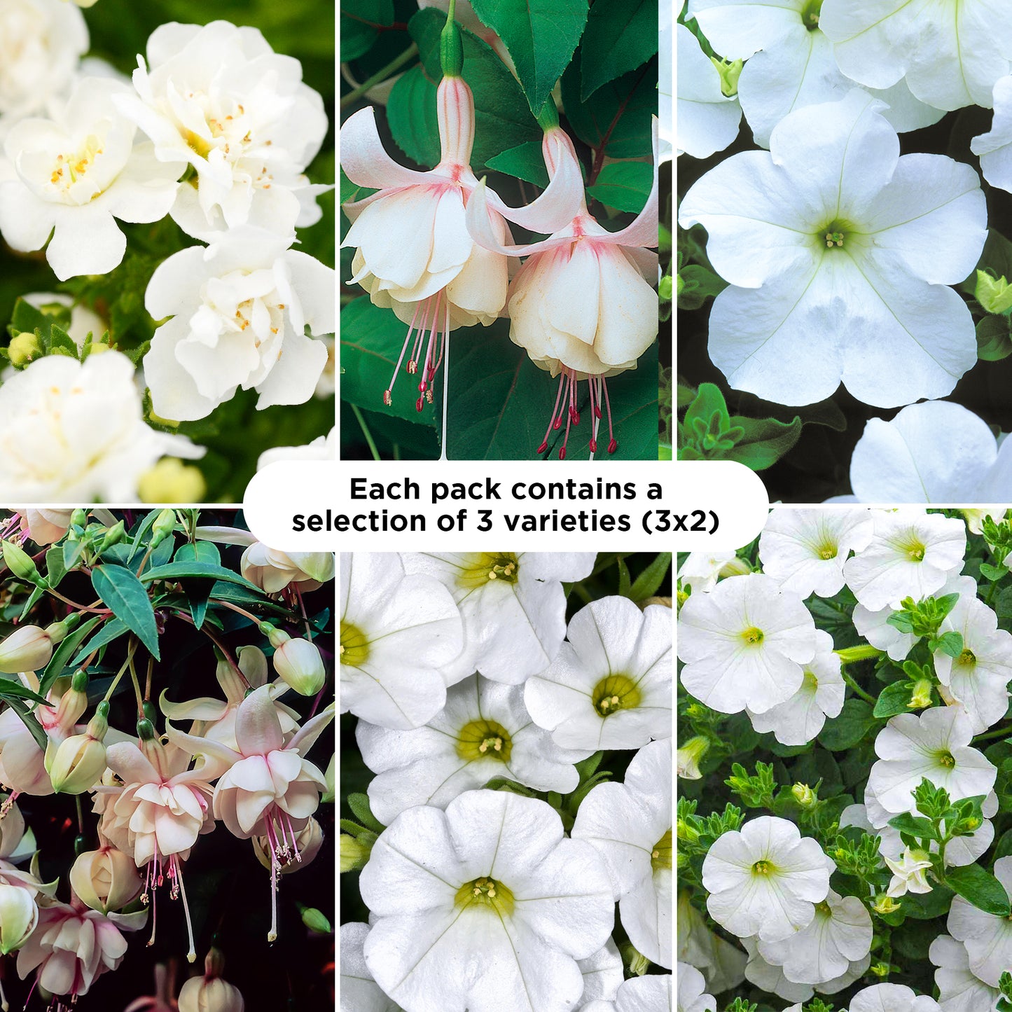 Basket Plants - White Shades (6 Pack)