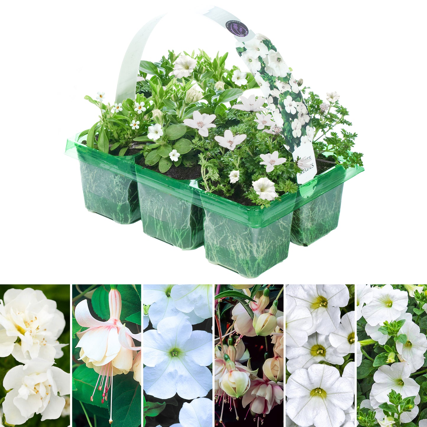 Basket Plants - White Shades (6 Pack)