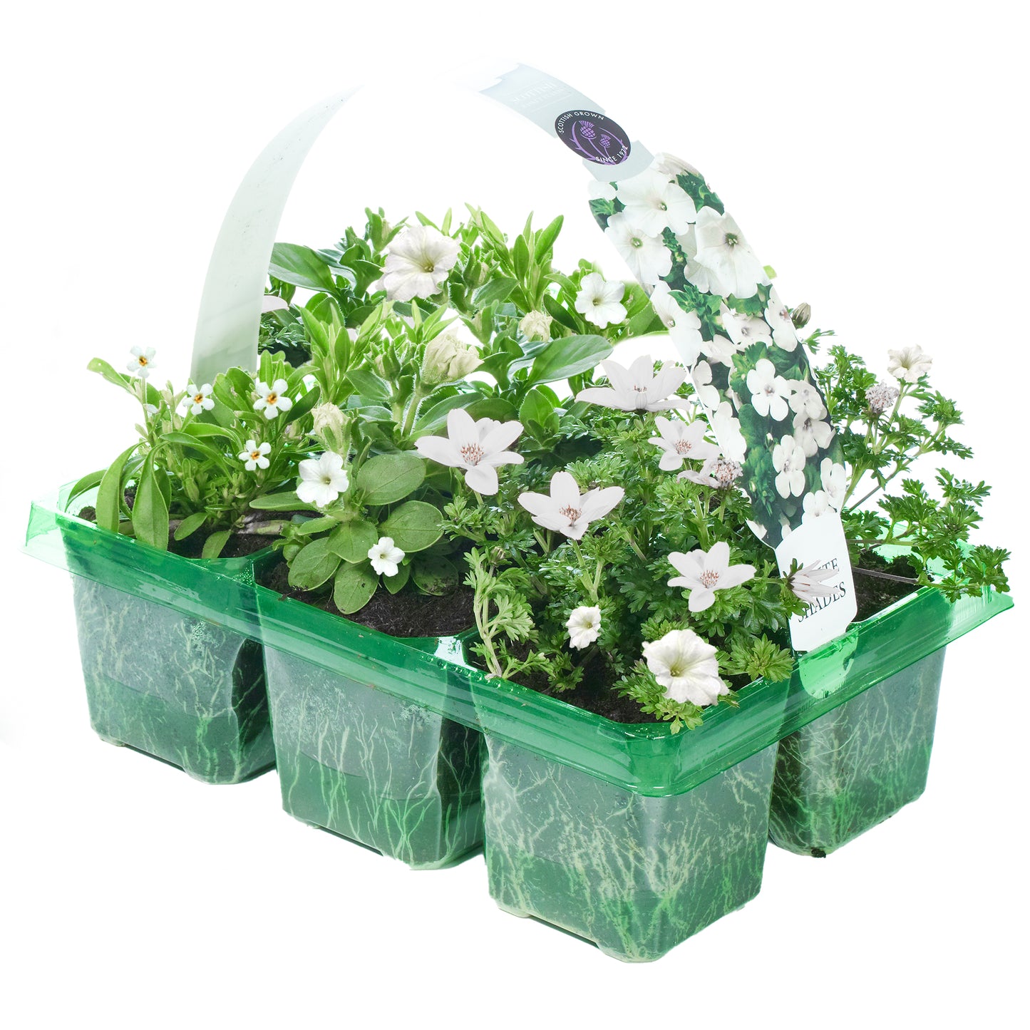 Basket Plants - White Shades (6 Pack)
