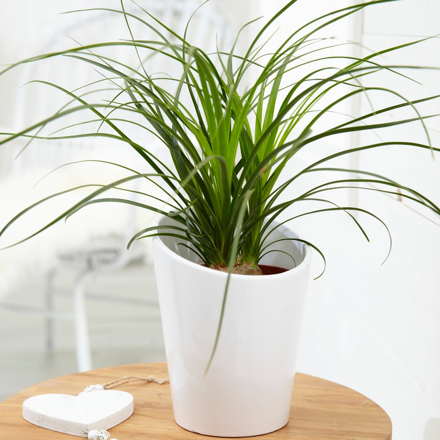 Beaucarnea Recurvata Ball (12cm) V3