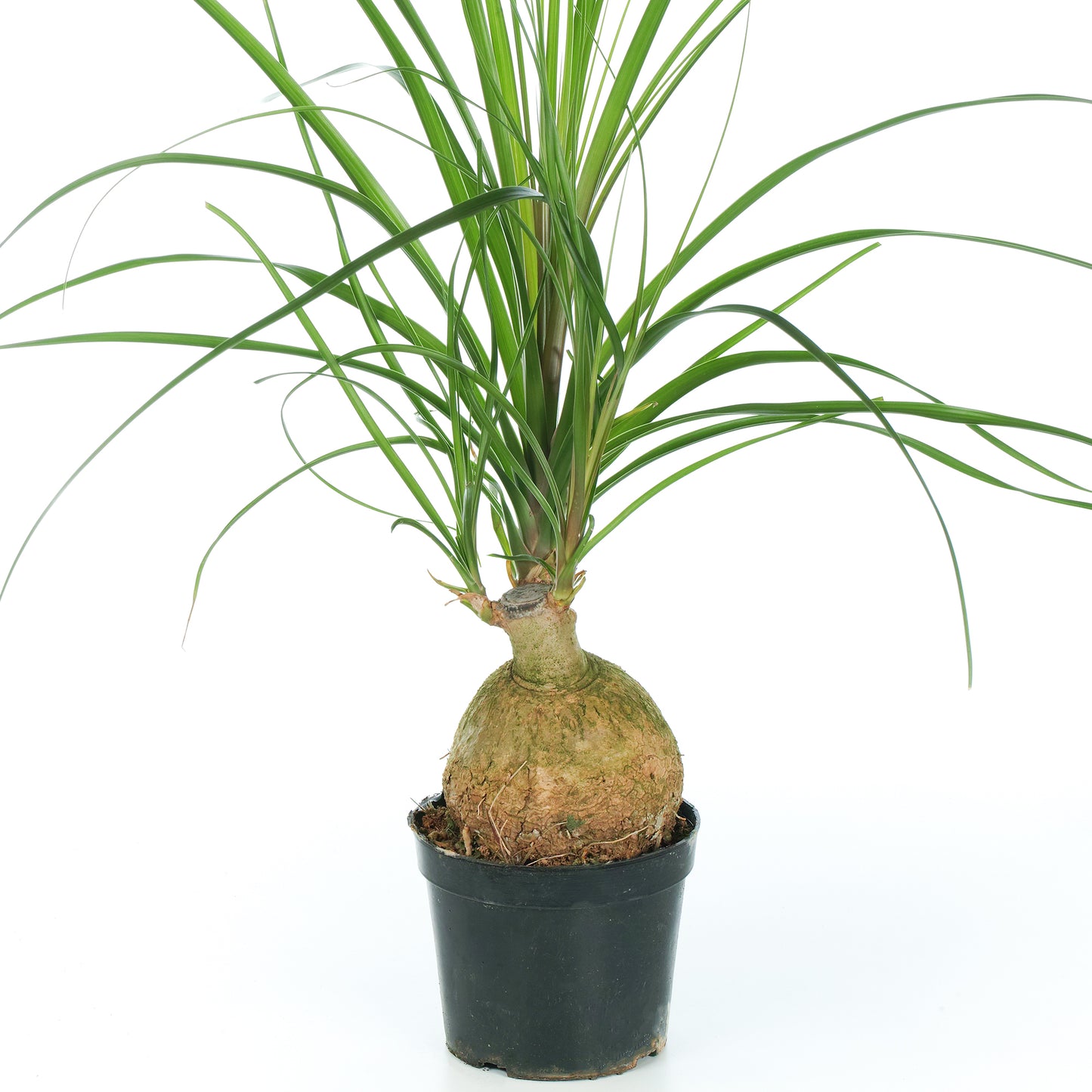 Beaucarnea Recurvata Ball (12cm) V3