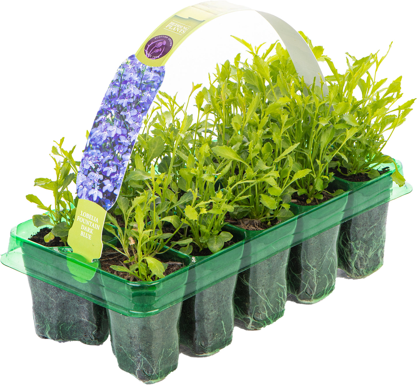 Bedding Plants - Lobelia Fountain Dark Blue (10 Pack)