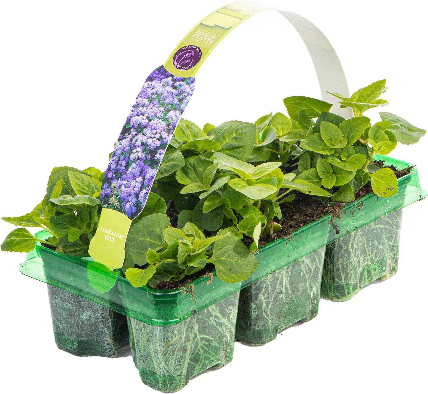 Bedding Plants - Ageratum F1 Champion Blue (6 Pack)