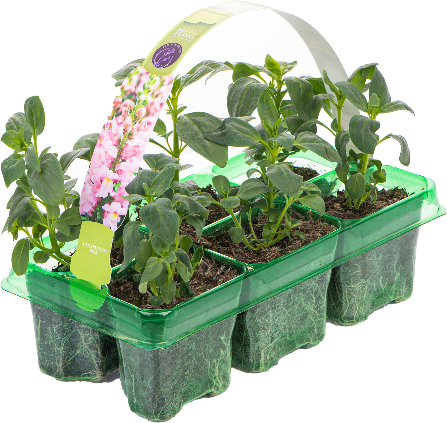 Bedding Plants - Antirrhinum F1 Appeal Pink (6 Pack)