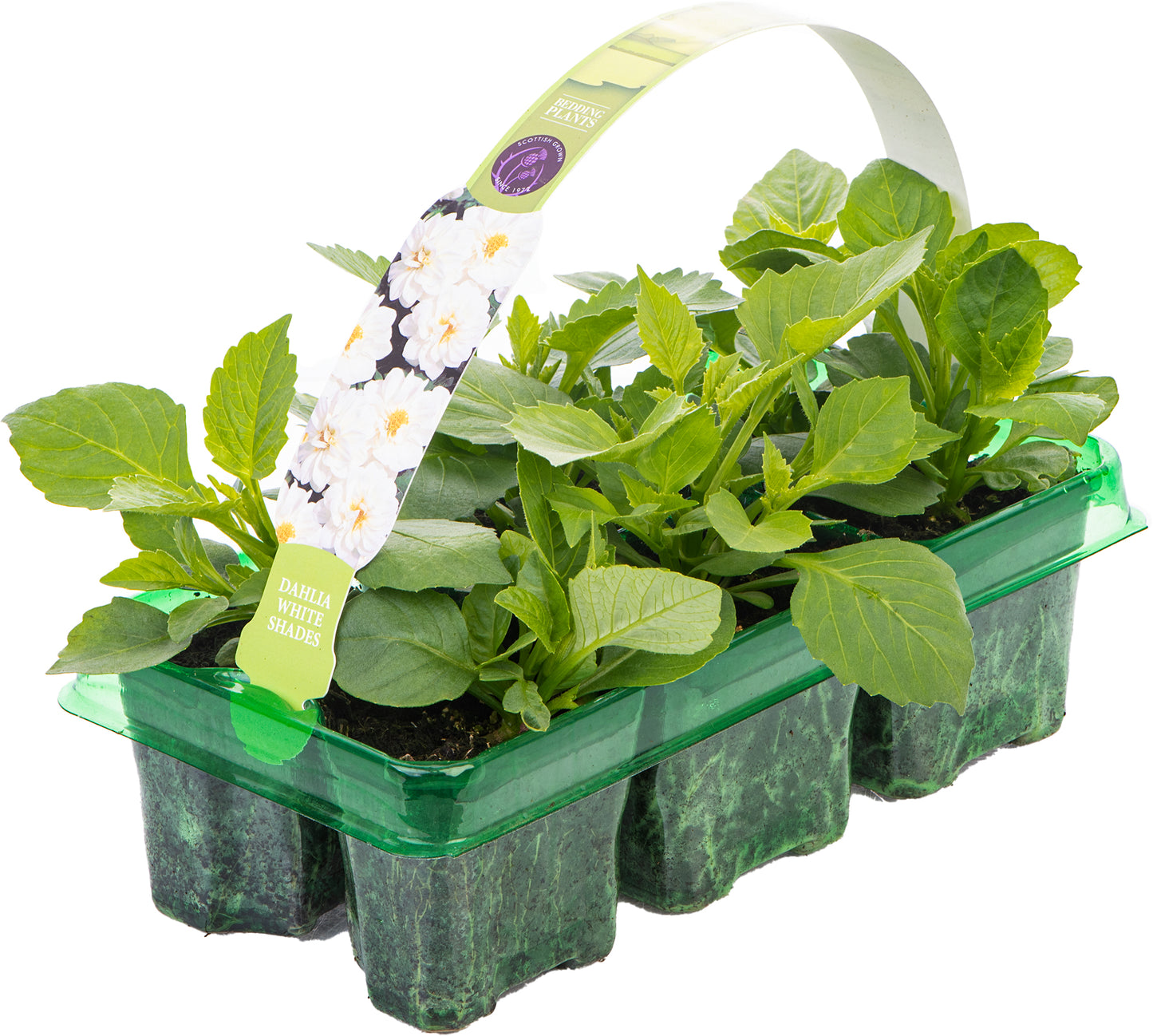 Bedding Plants - Dahlia Figaro White Shades (6 Pack)