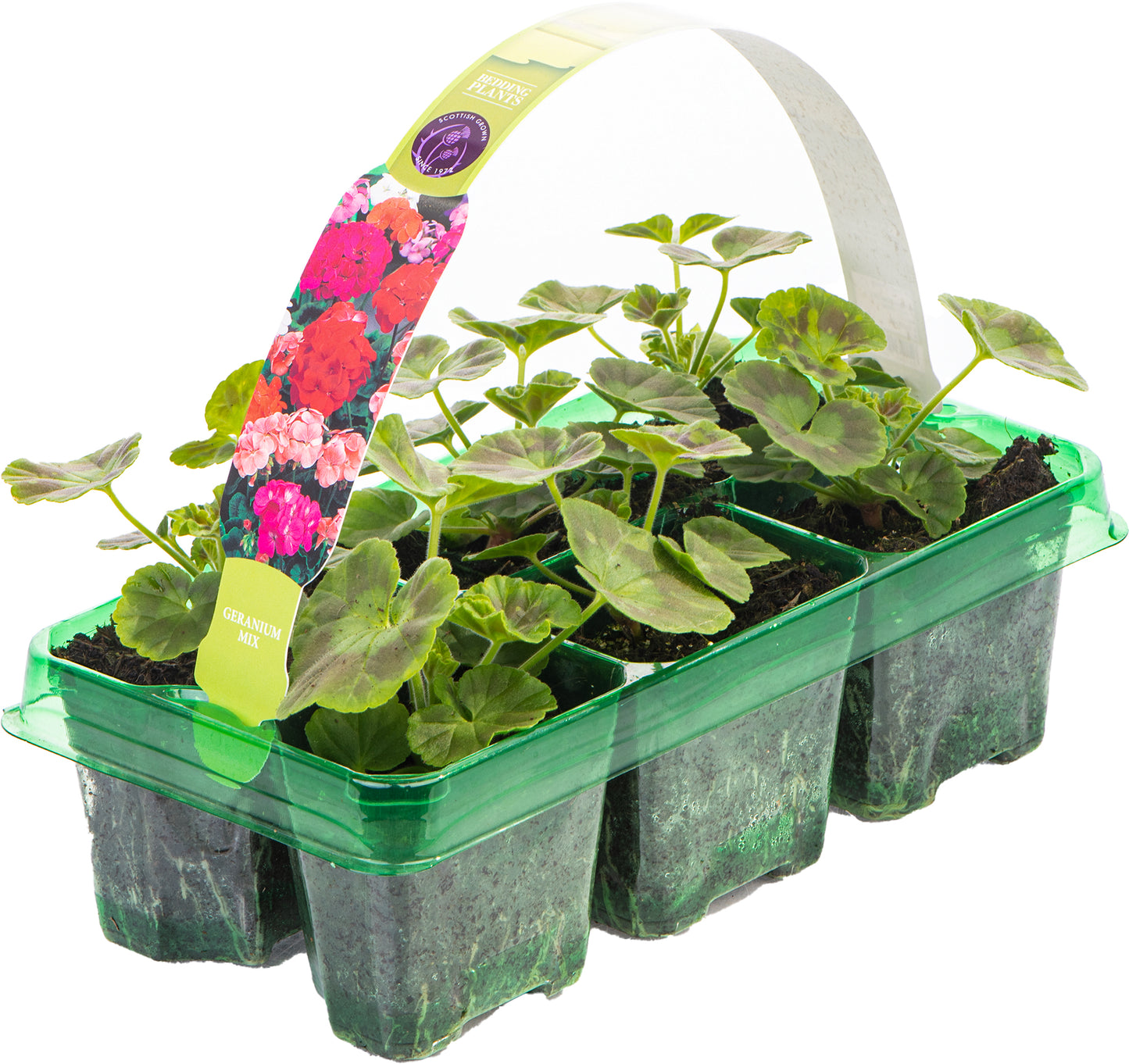 Bedding Plants - Geranium F1 Horizon Mix (6 Pack)