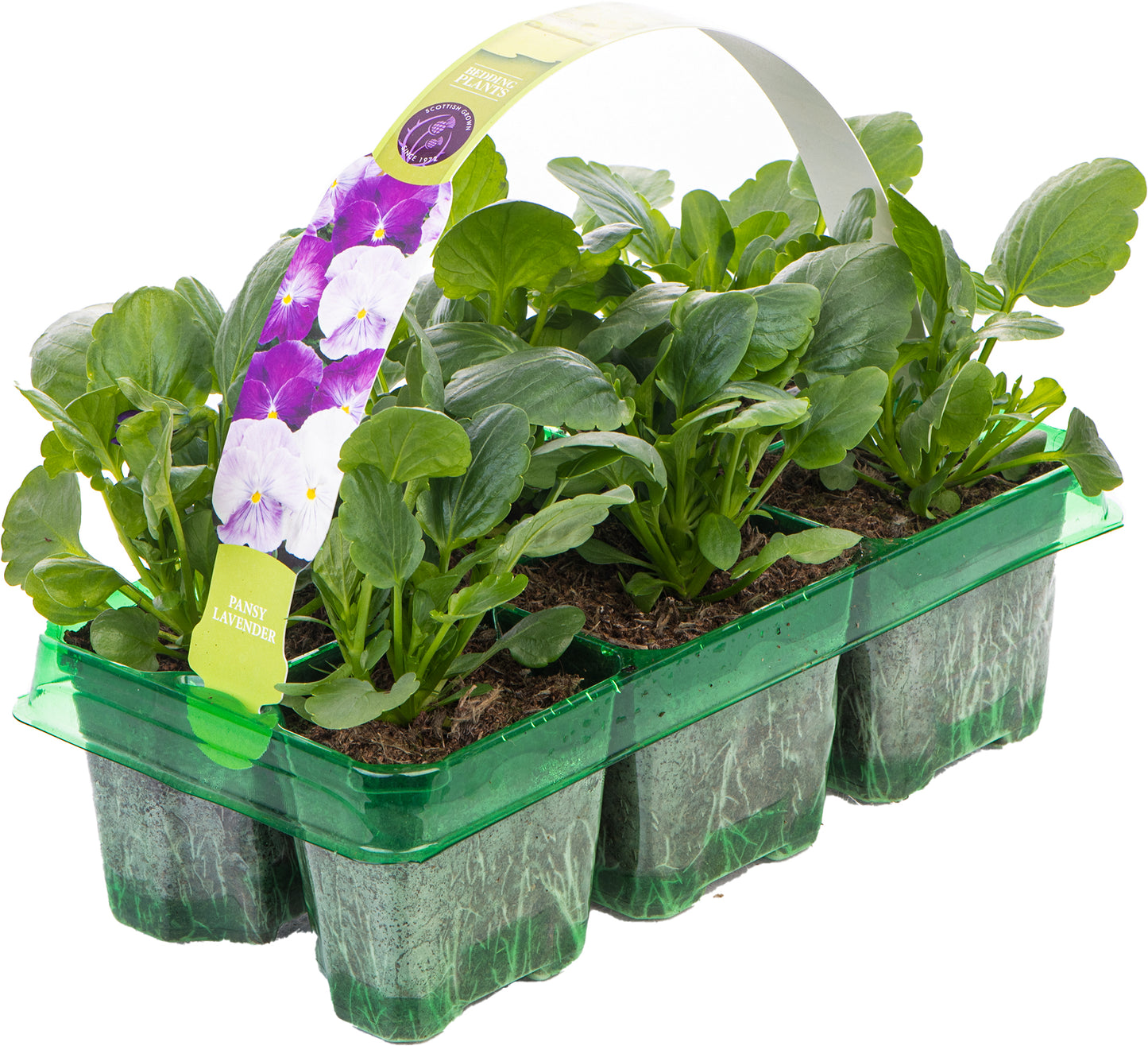 Bedding Plants - Pansy Lavender (6 Pack)