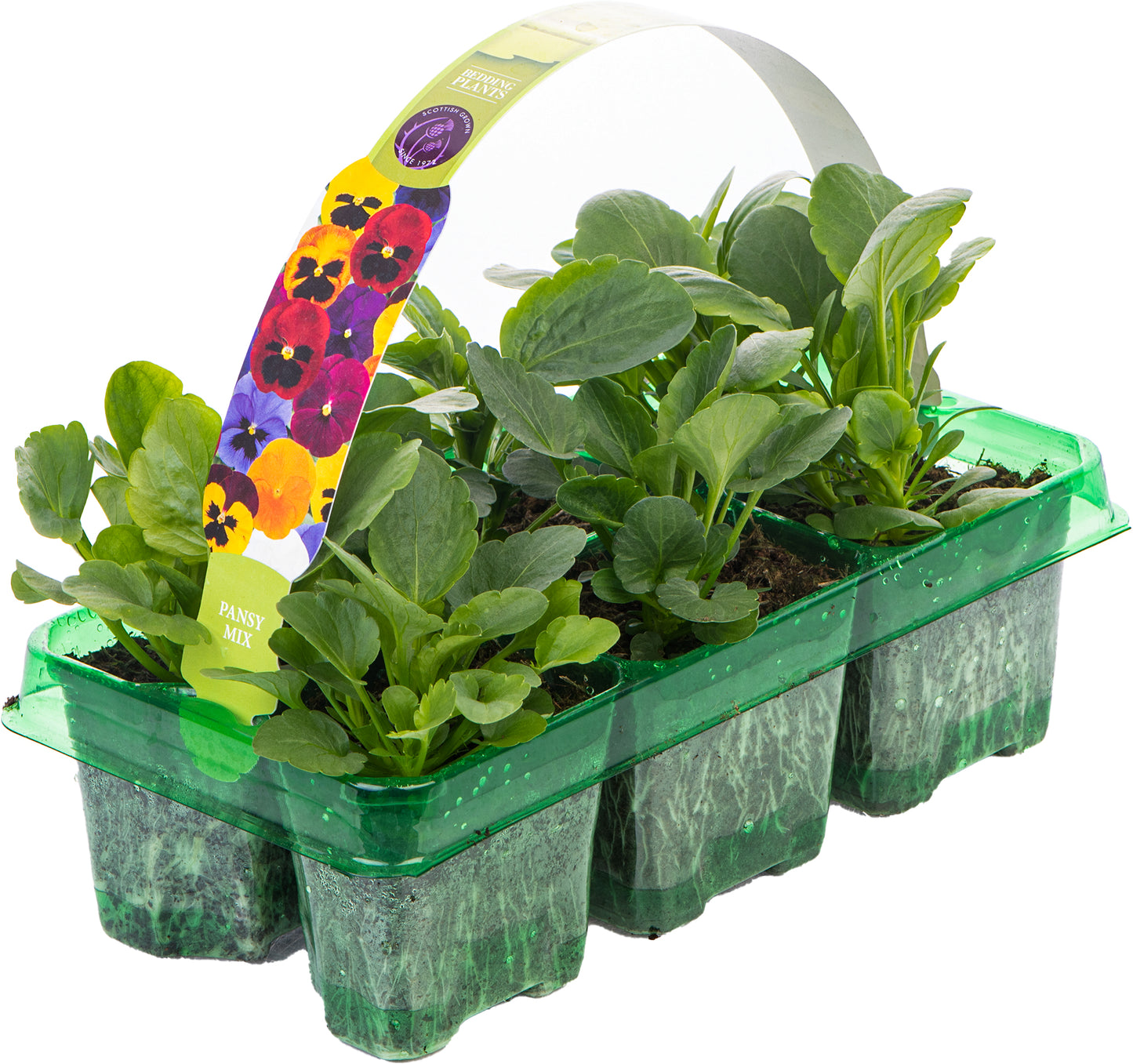 Bedding Plants - Pansy Spring Mix (Carry Six Pack)