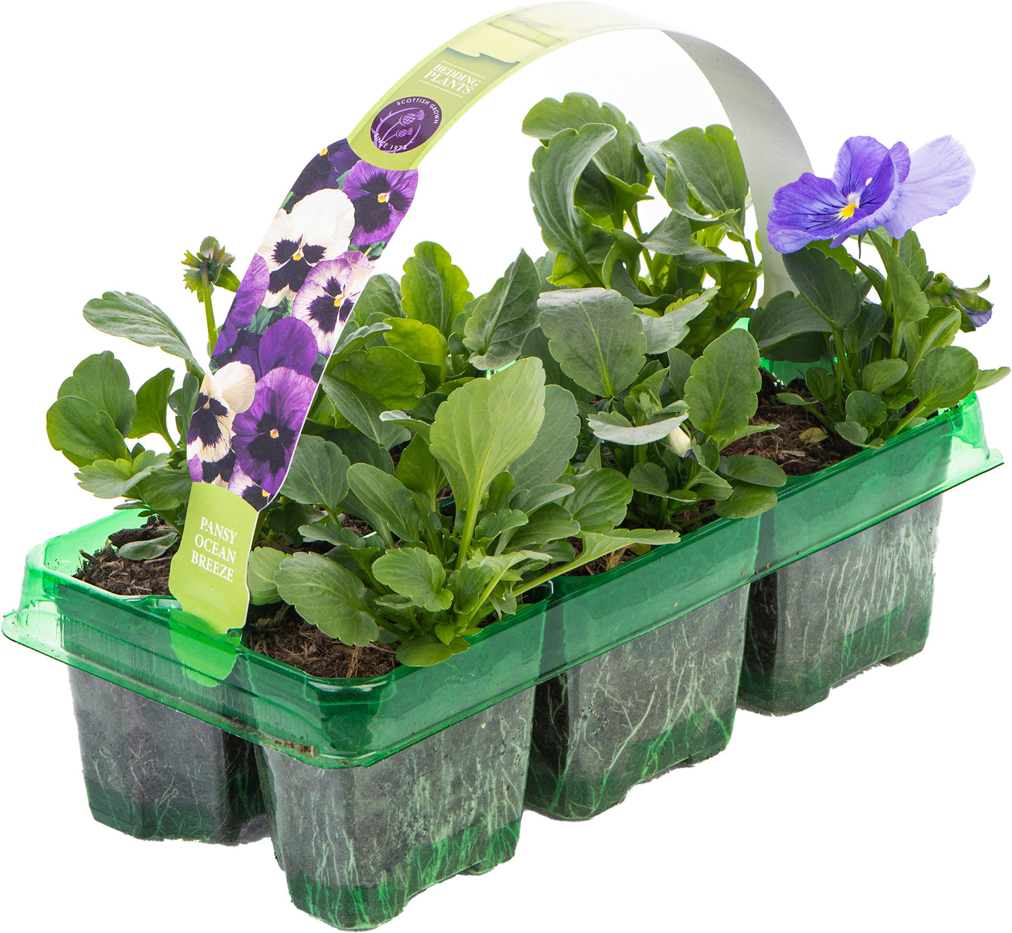Bedding Plants - Pansy Ocean Breeze (6 Pack)