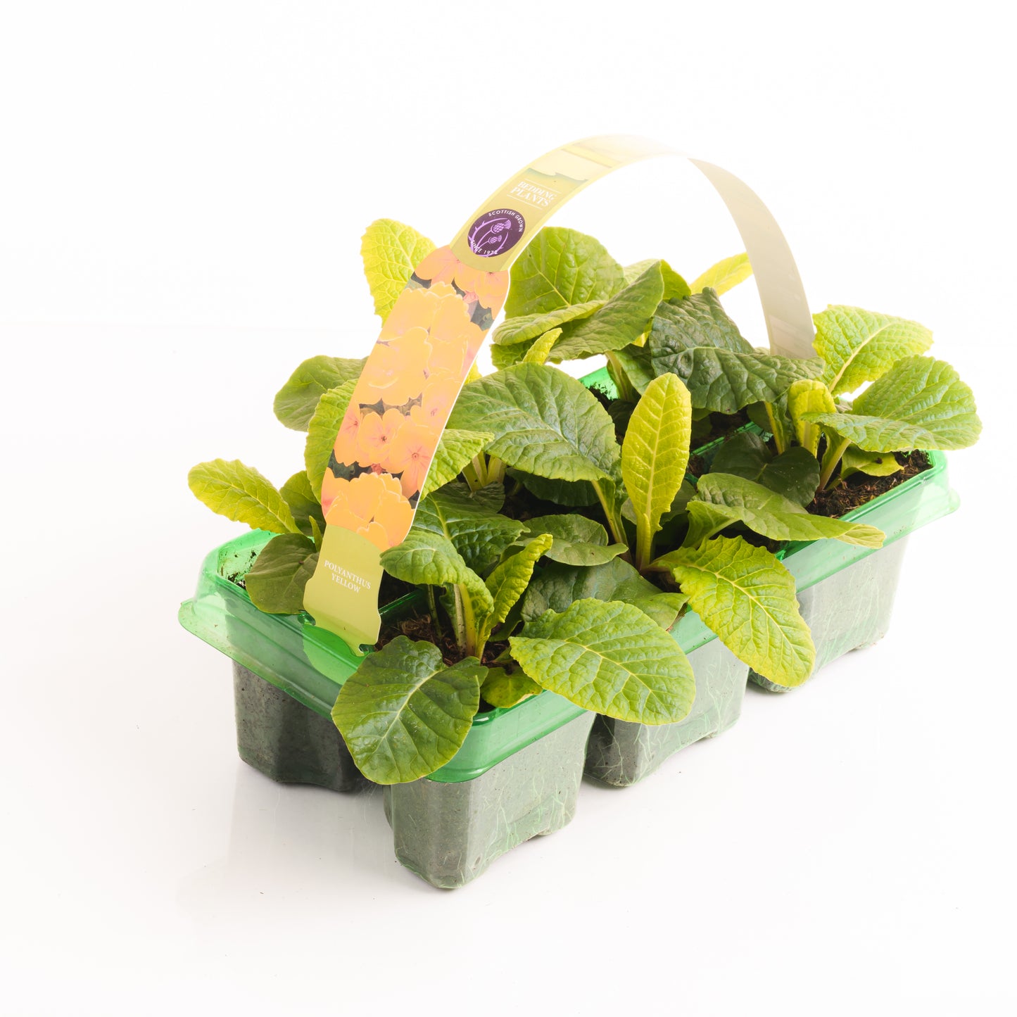 Bedding Plants - Polyanthus Yellow (6 Pack)