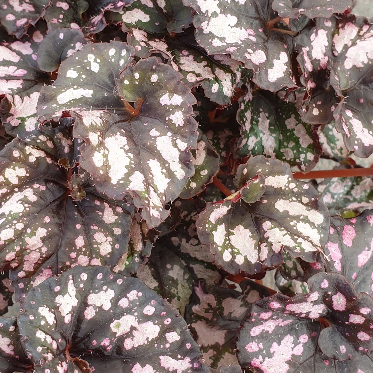 Begonia Cumbia
