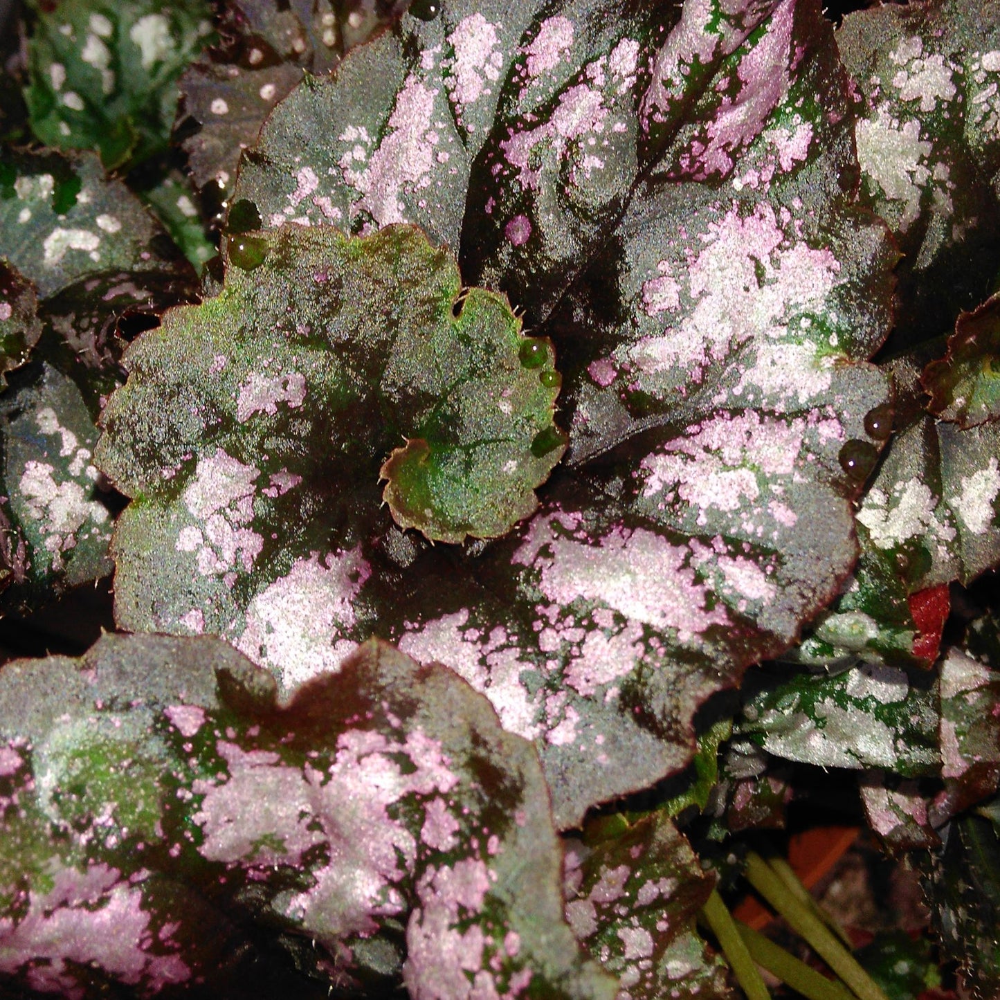 Begonia Cumbia