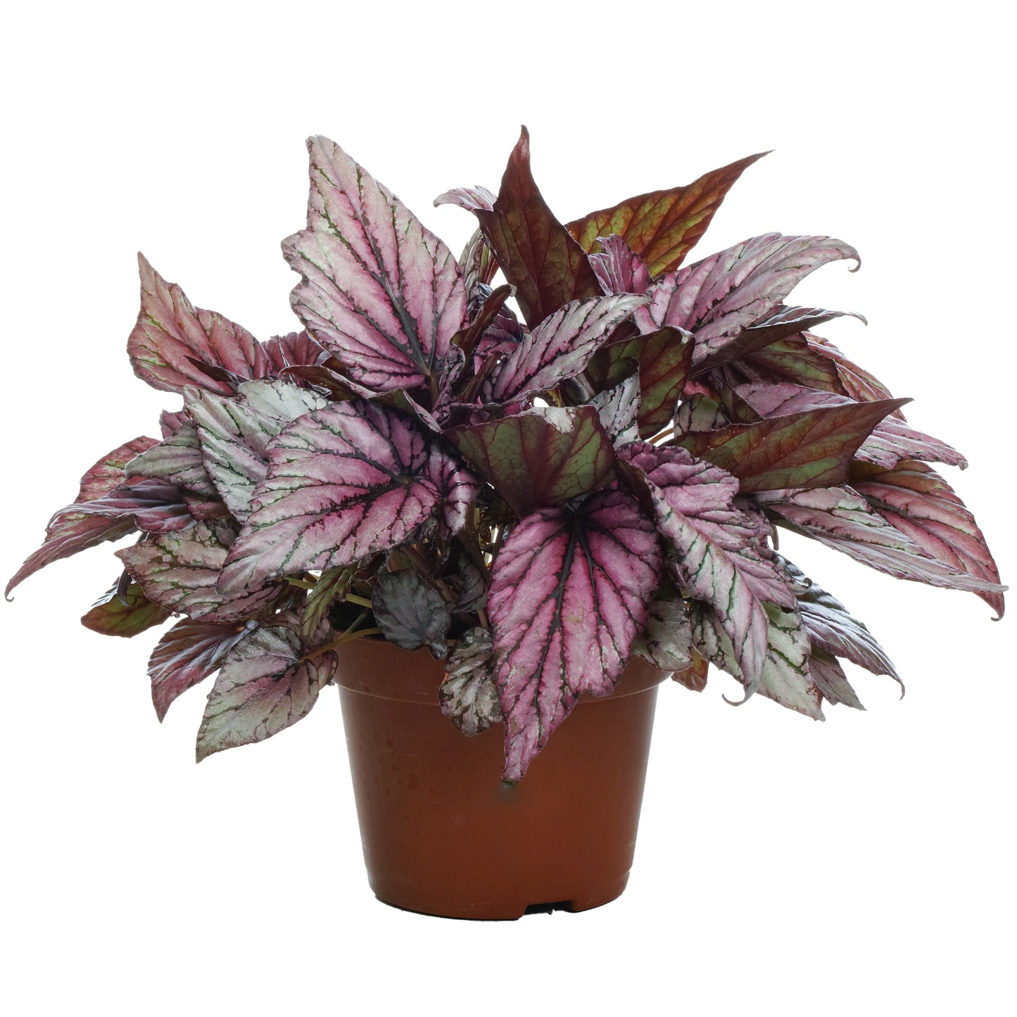 Begonia Hugh McLauchlan (13cm) V2