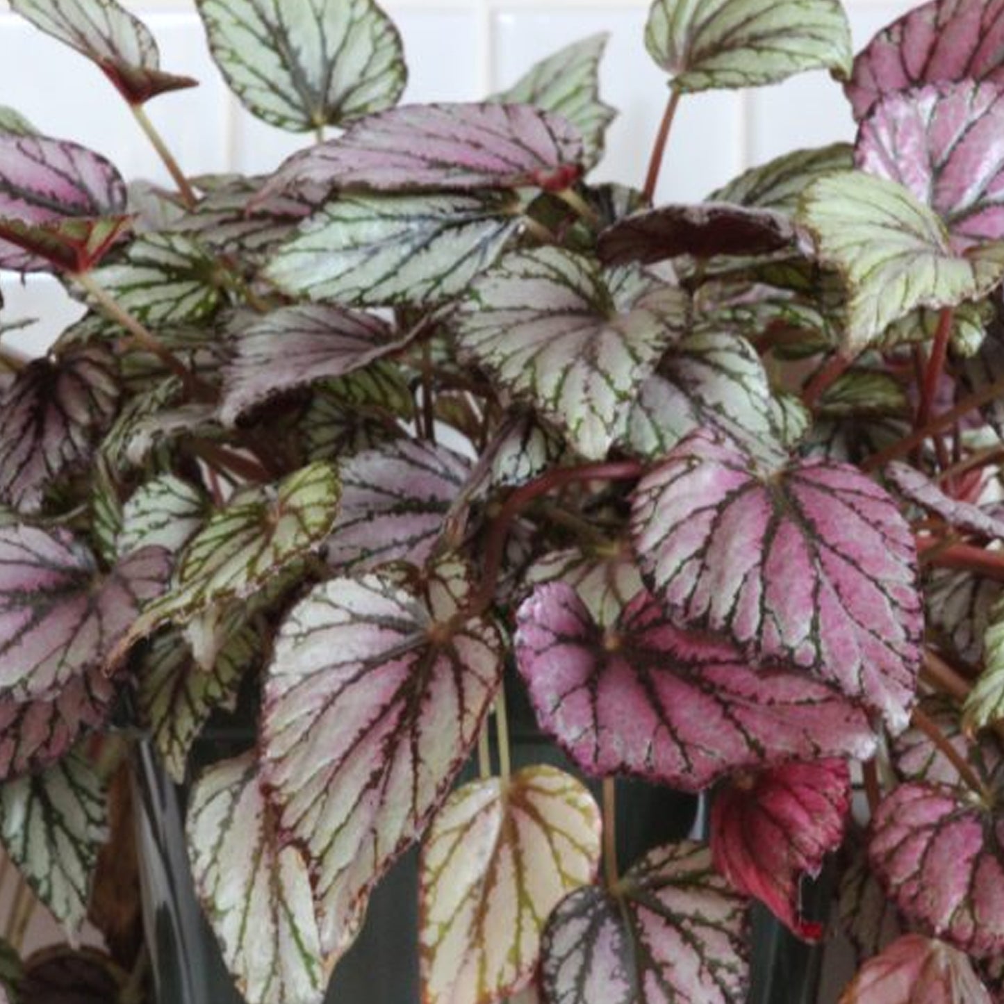 Begonia Hugh McLauchlan (13cm) V2