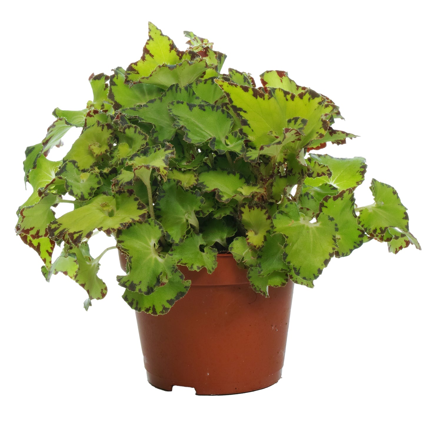 Begonia Jive