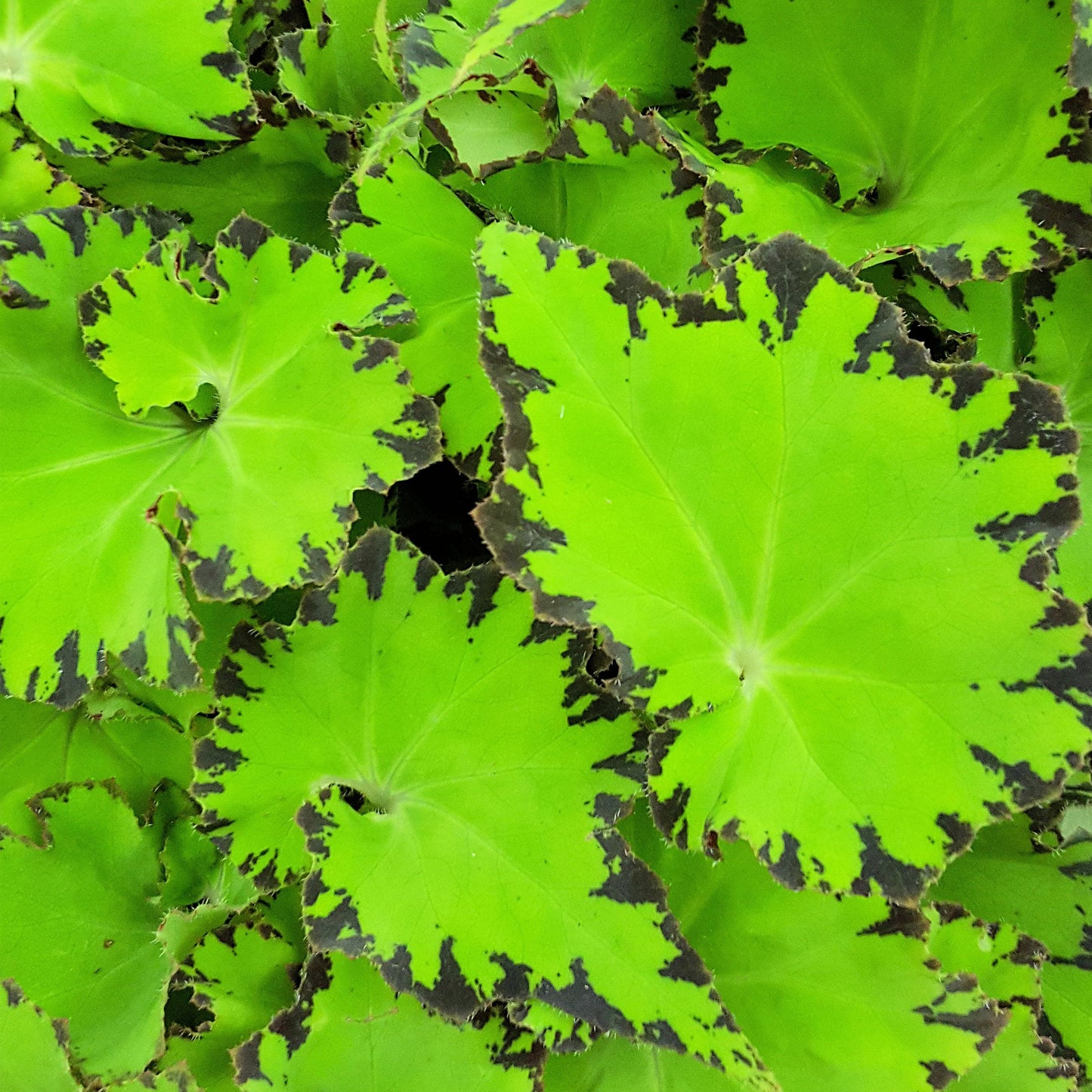 Begonia Jive
