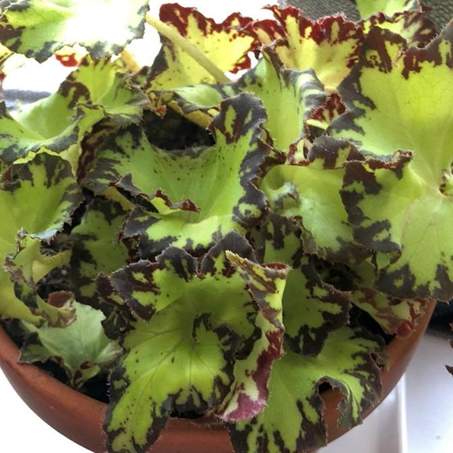 Begonia Jive