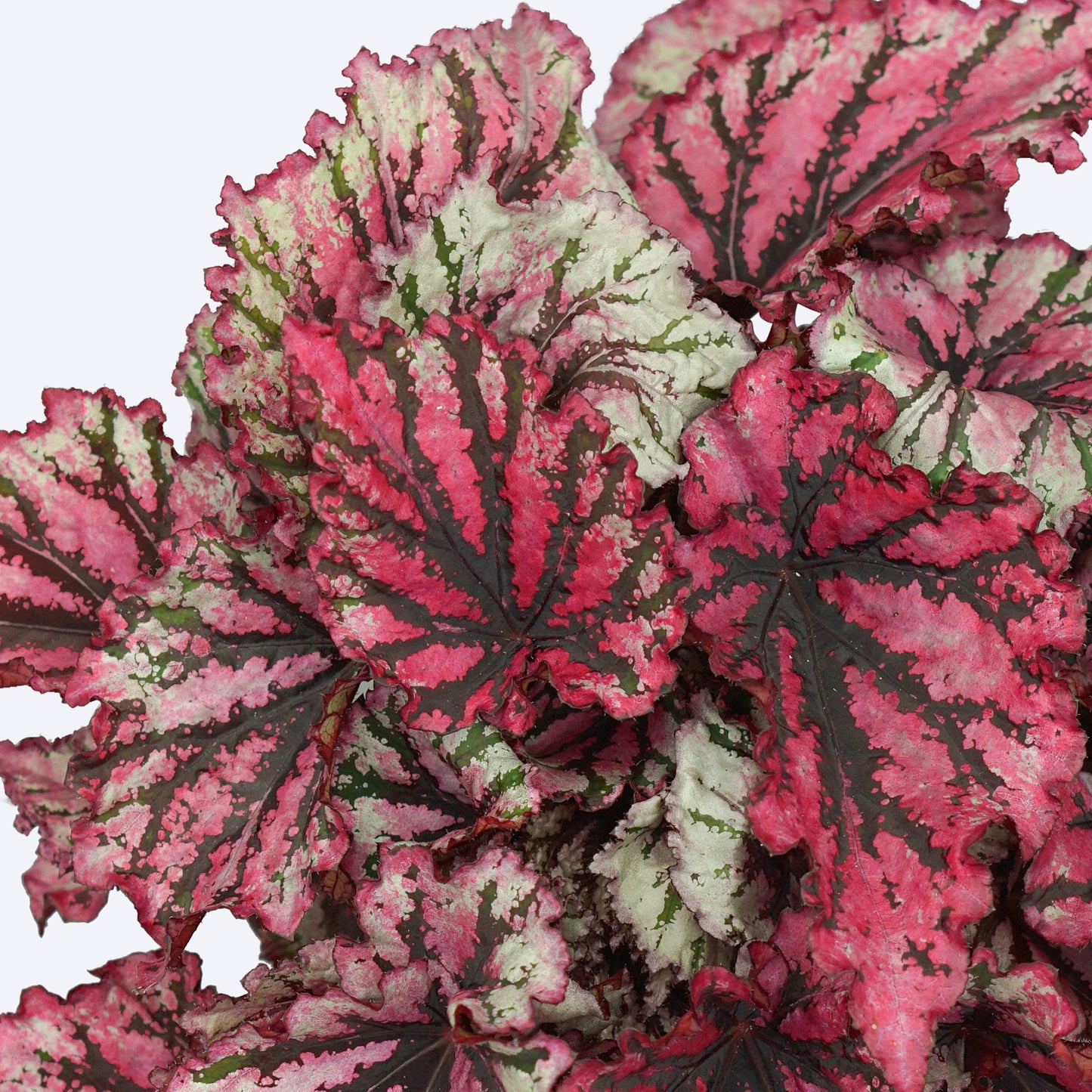 Begonia Lambada