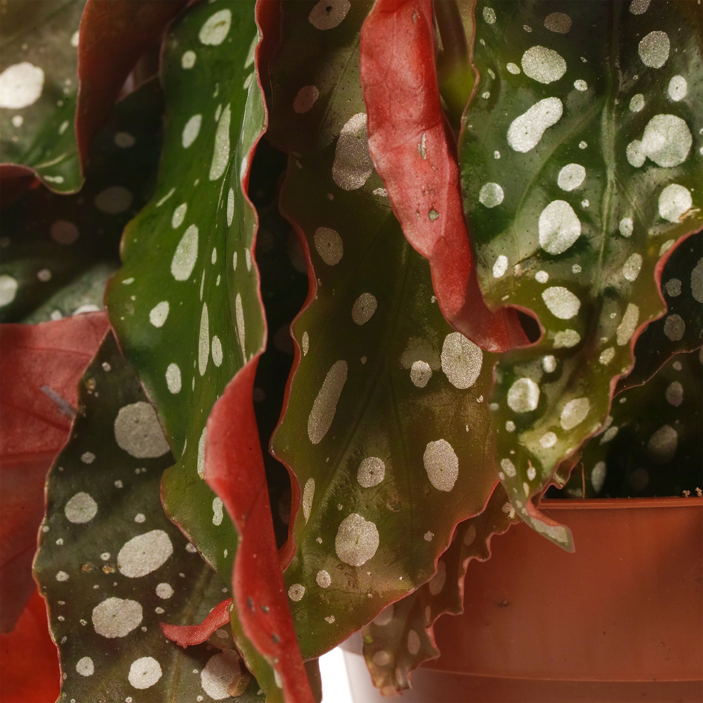 Begonia Maculata (12cm) V4