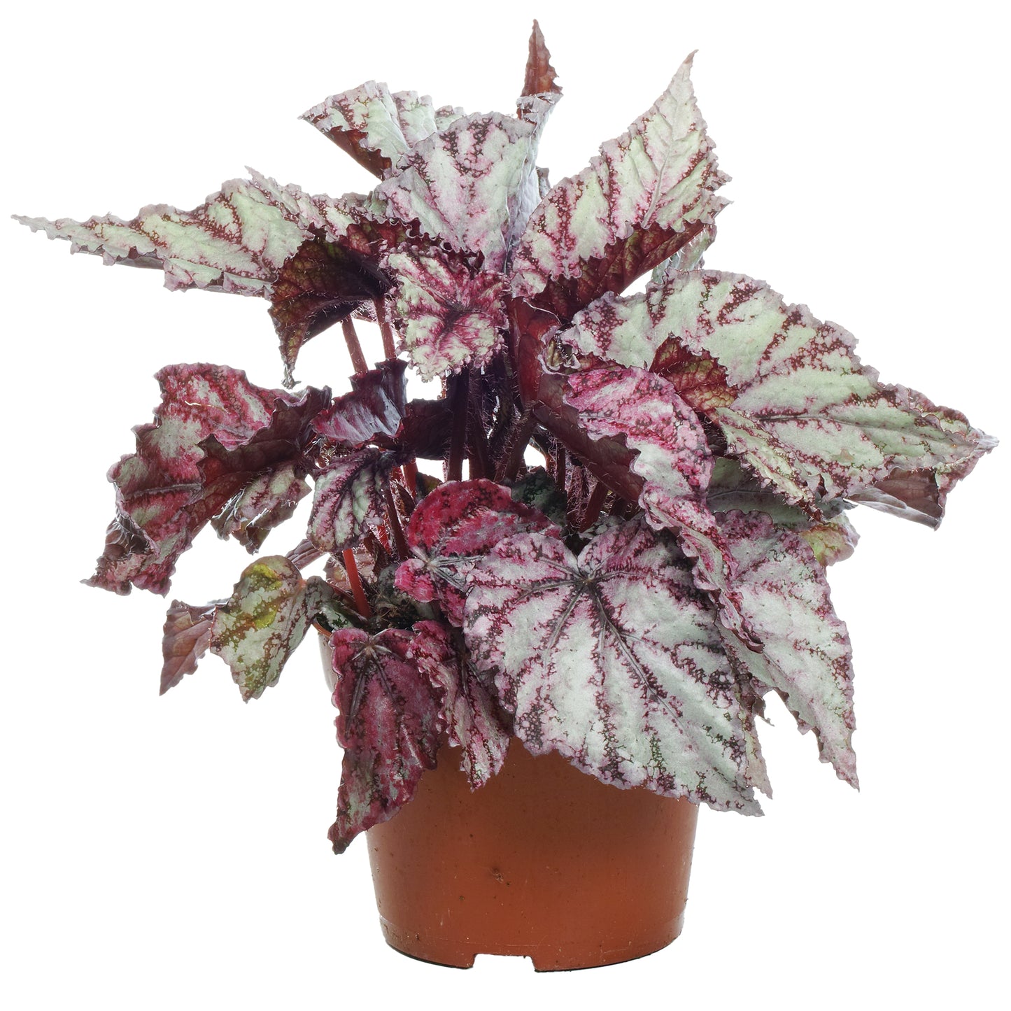 Begonia Merengue