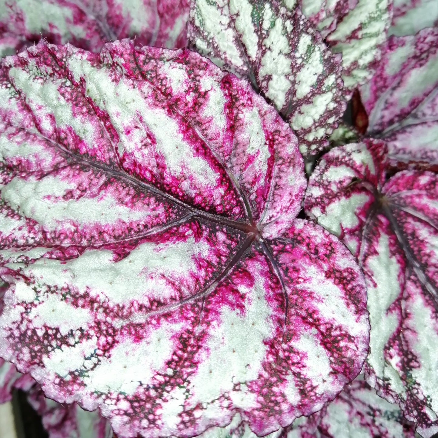 Begonia Merengue