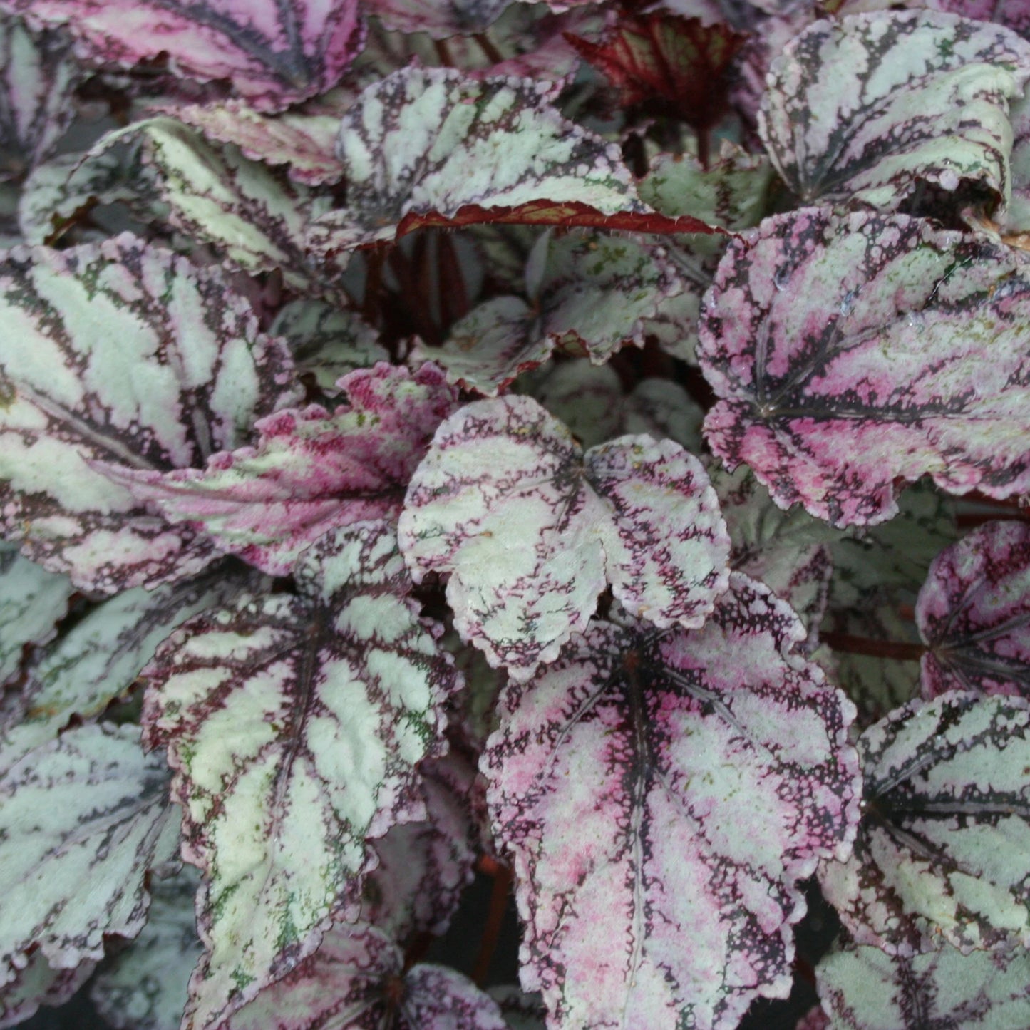 Begonia Merengue
