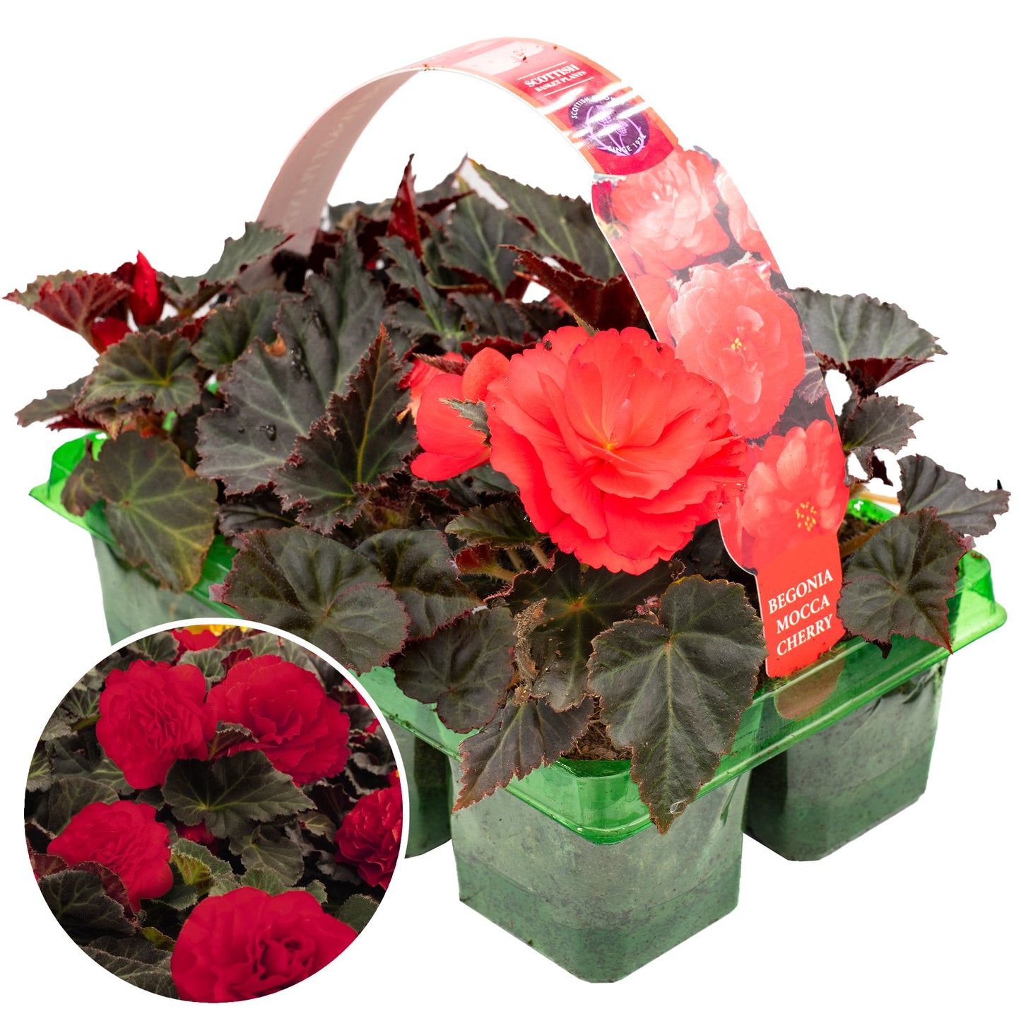 Basket Plants - Begonia Mocca Cherry (6 Pack)