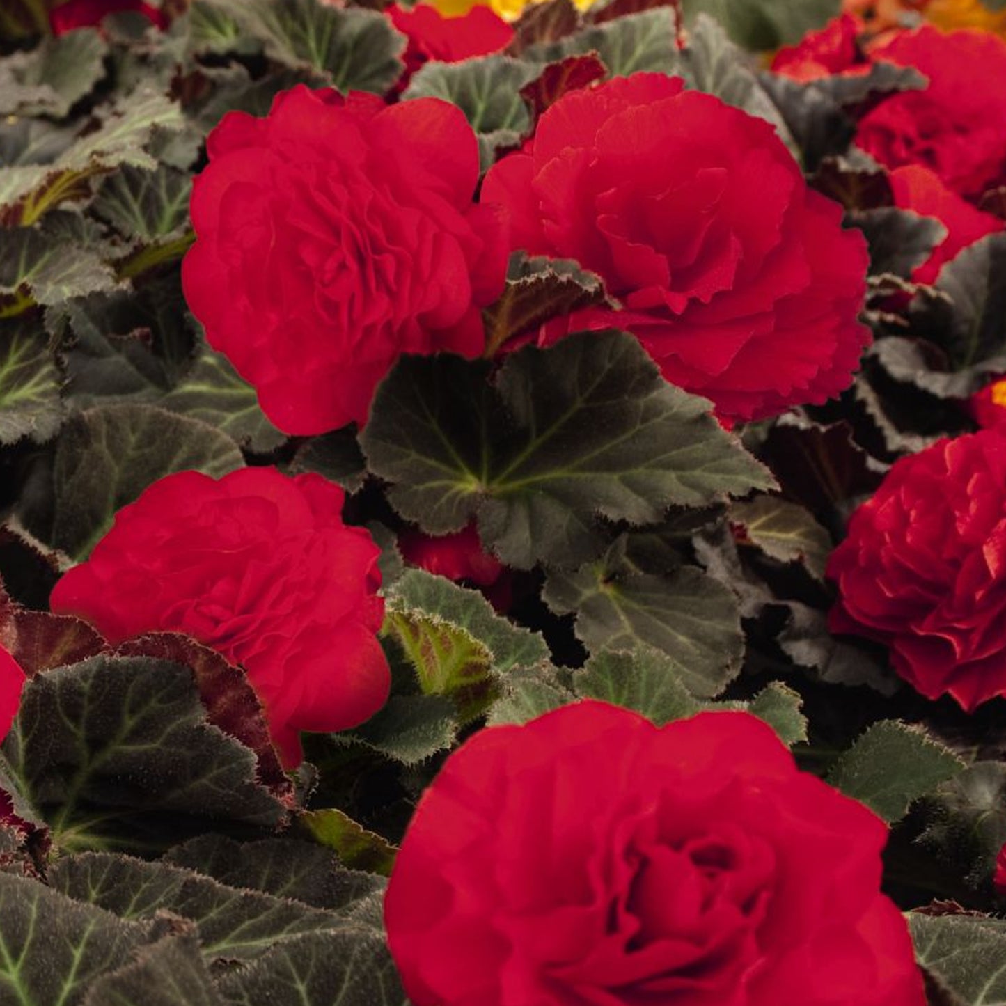 Basket Plants - Begonia Mocca Cherry (6 Pack)