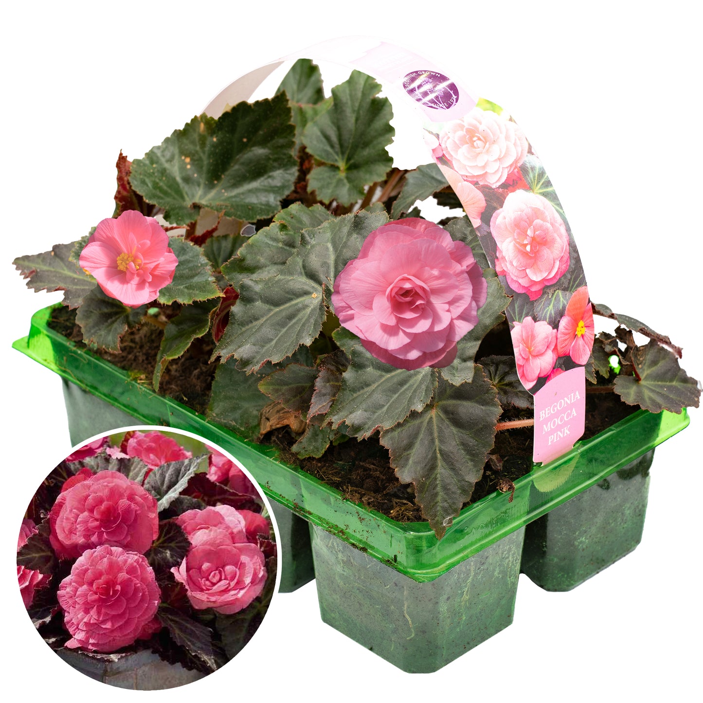 Basket Plants - Begonia Mocca Pink (6 Pack)