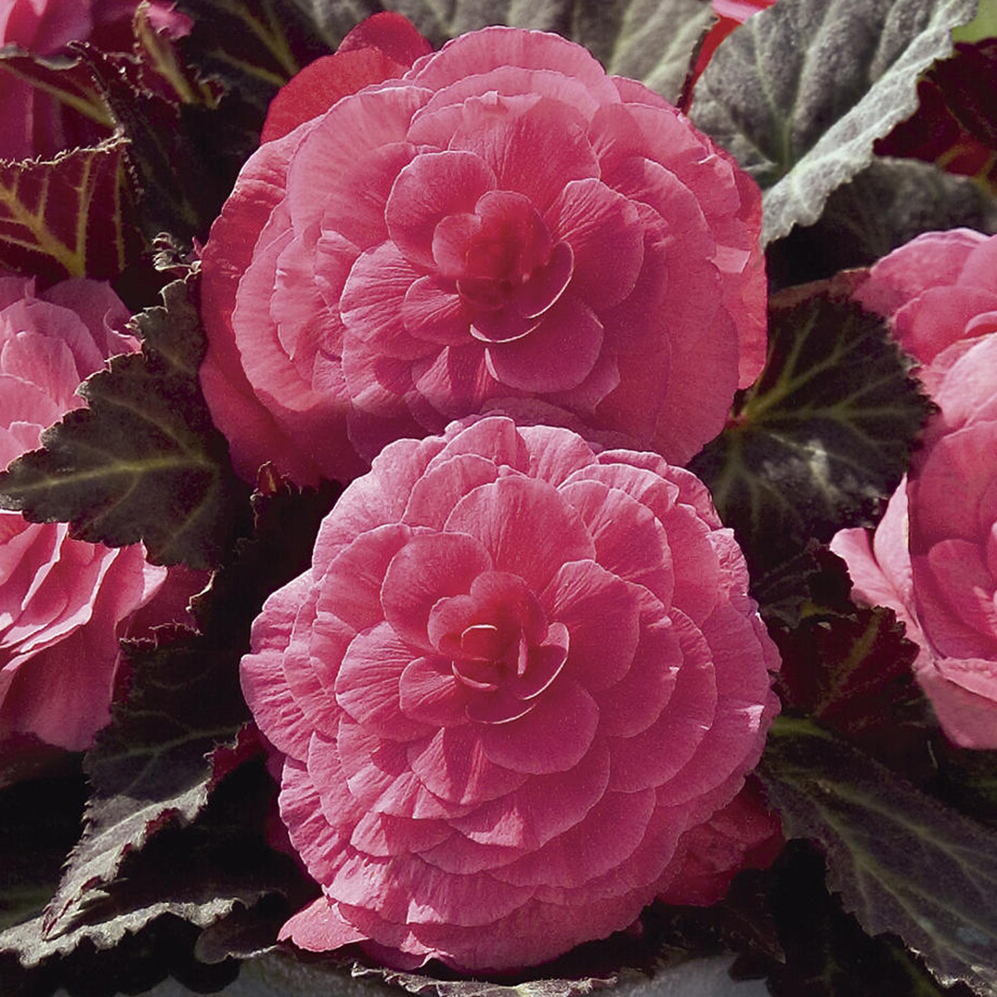Basket Plants - Begonia Mocca Pink (6 Pack)
