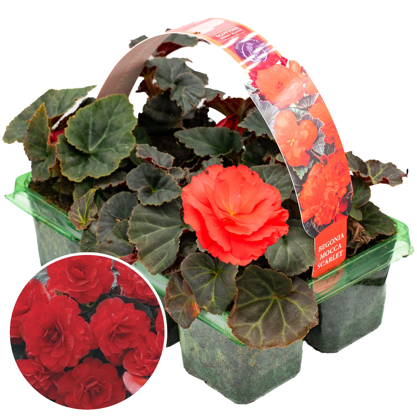 Basket Plants - Begonia Mocca Scarlet Red (6 Pack)