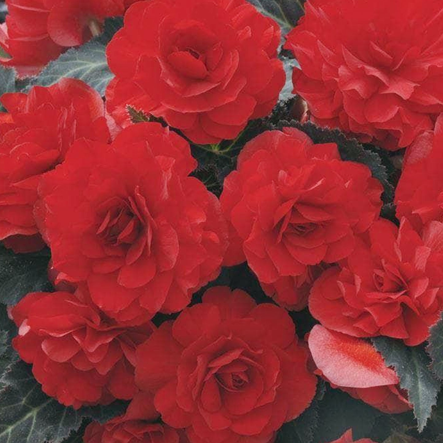 Basket Plants - Begonia Mocca Scarlet Red (6 Pack)