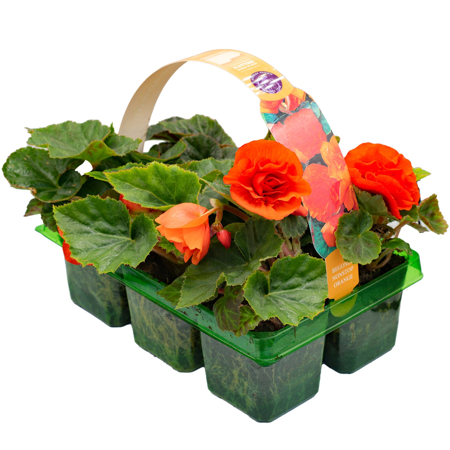 Basket Plants - Begonia Non-Stop Orange (6 Pack)