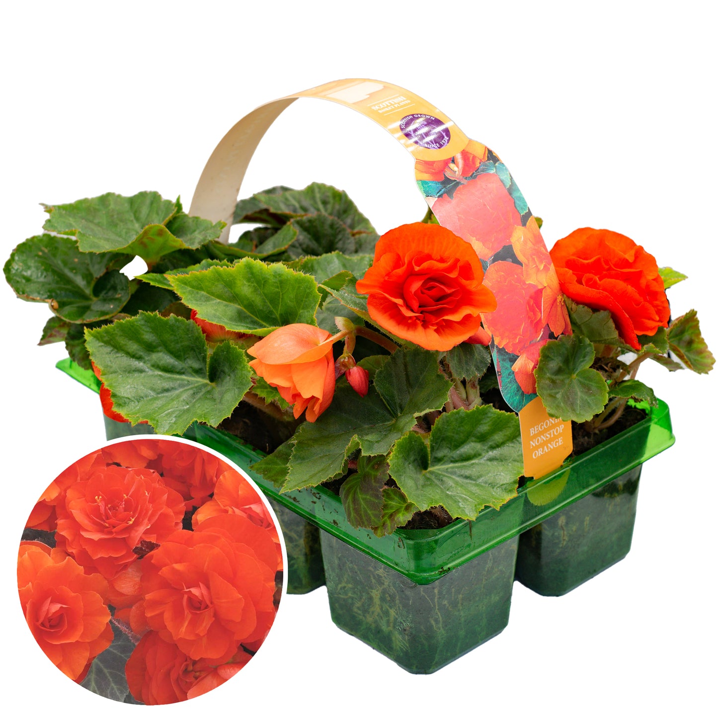 Basket Plants - Begonia Non-Stop Orange (6 Pack)