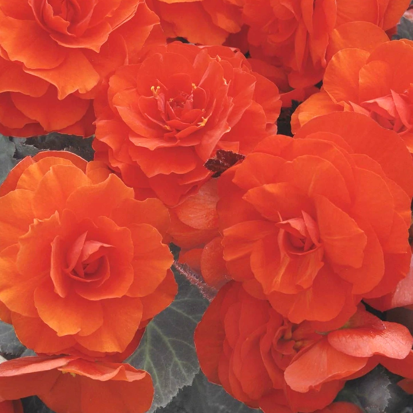 Basket Plants - Begonia Non-Stop Orange (6 Pack)