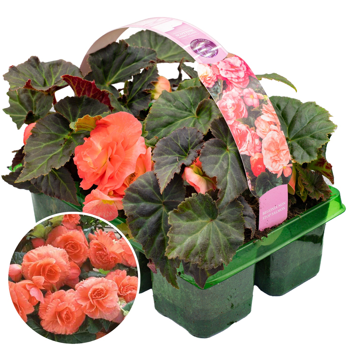 Basket Plants - Begonia Non-Stop Salmon Pink (6 Pack)