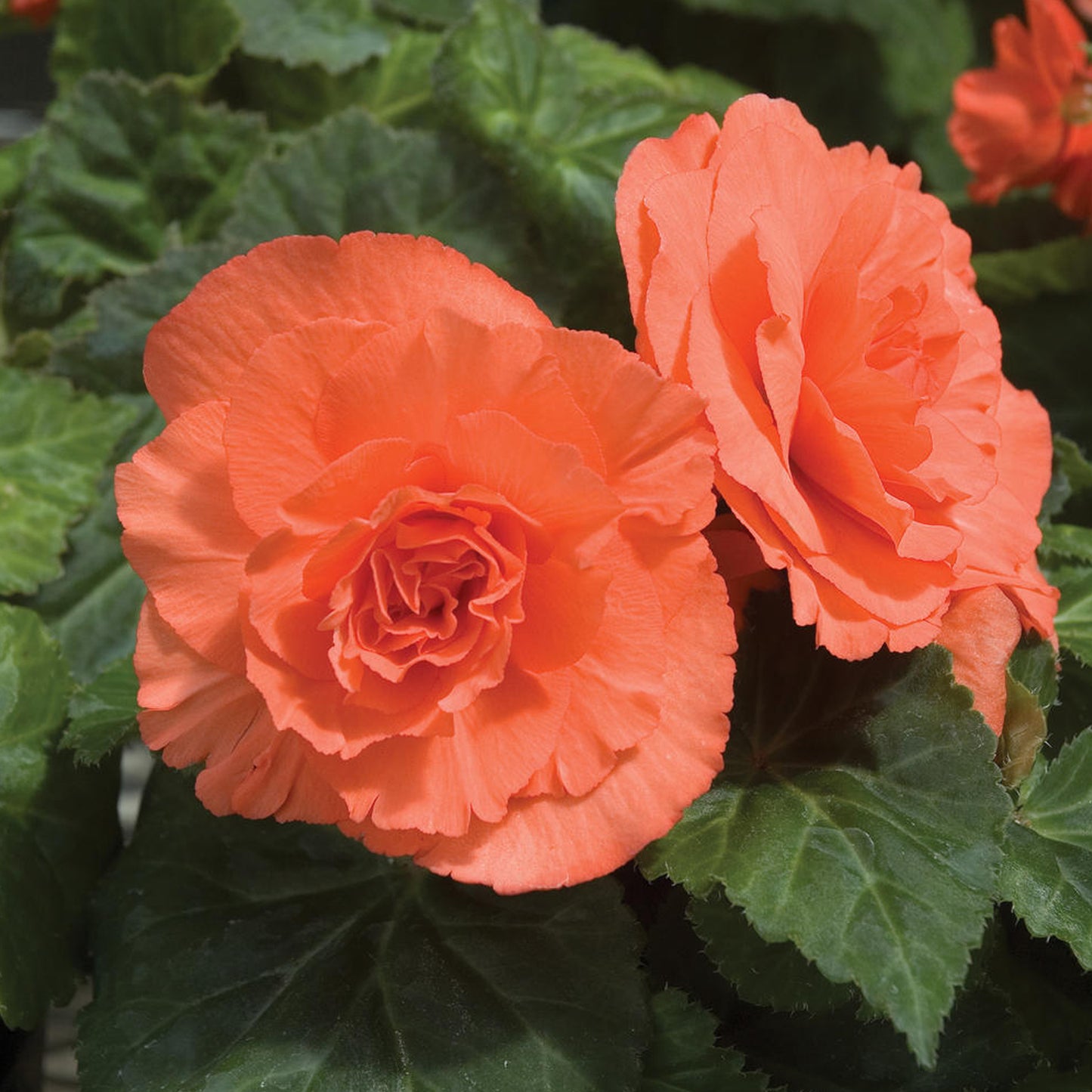 Basket Plants - Begonia Non-Stop Salmon Pink (6 Pack)