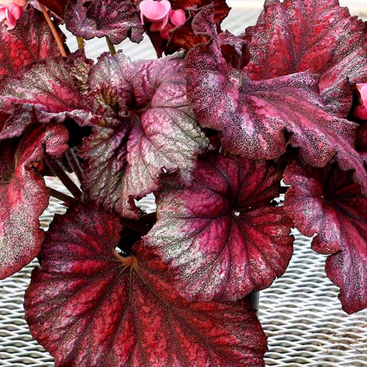 Begonia Red Bull