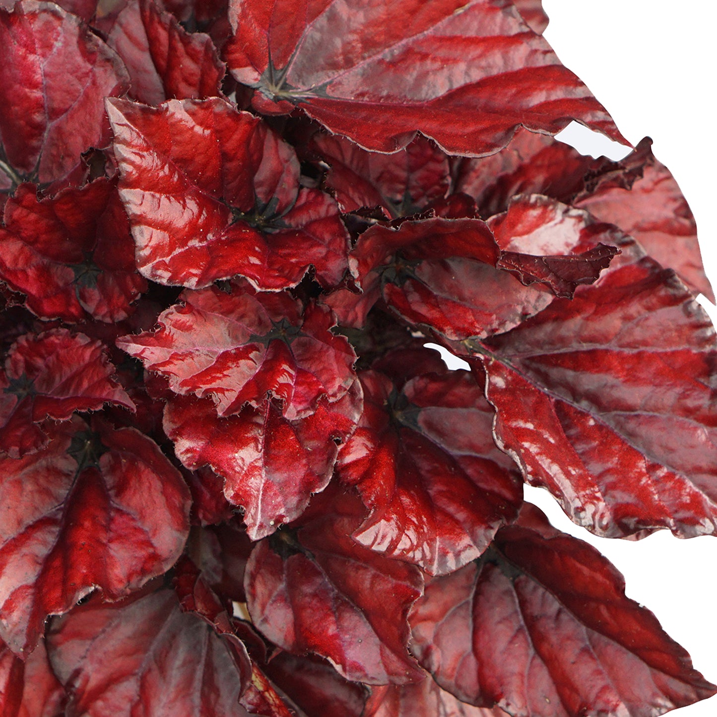 Begonia Red Bull