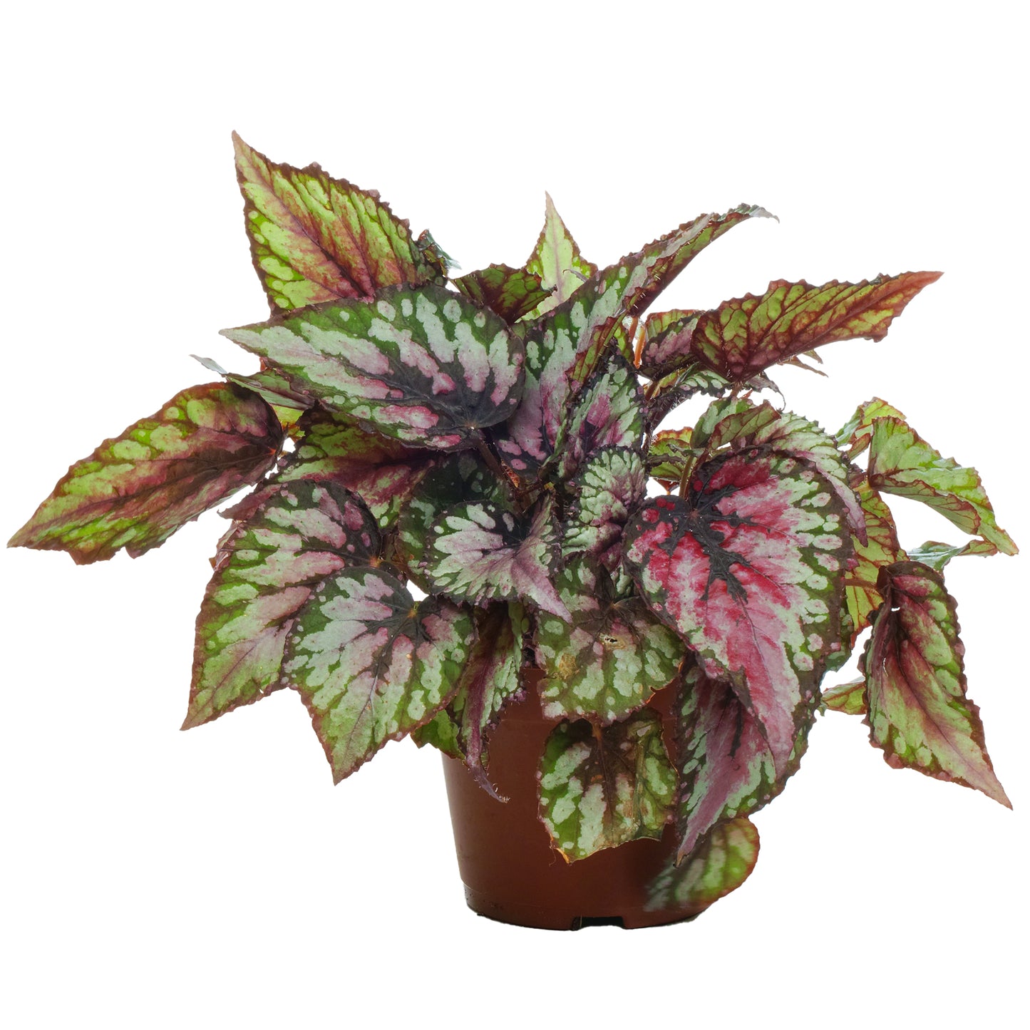 Begonia Red Tango (13cm) V1
