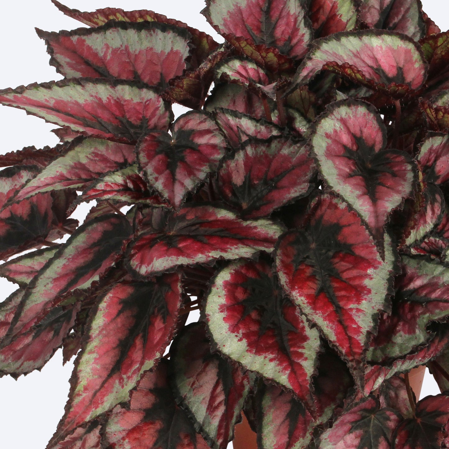 Begonia Red Tango (13cm) V1